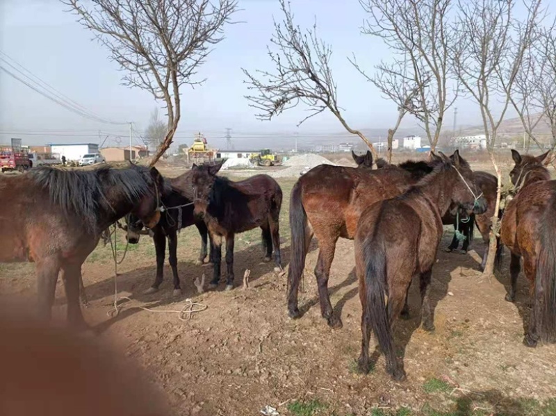 【肉骡】甘肃产地驼骡肉骡基地直发品种齐全全国发