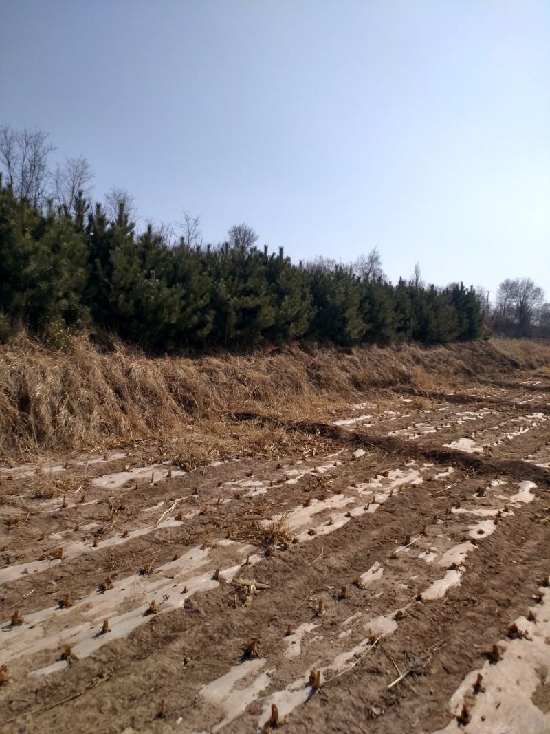 特价油松，1.8—2米欢迎各地客商前来选购