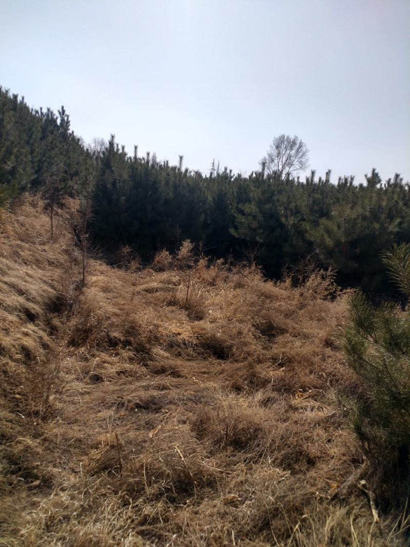 特价油松，1.8—2米欢迎各地客商前来选购
