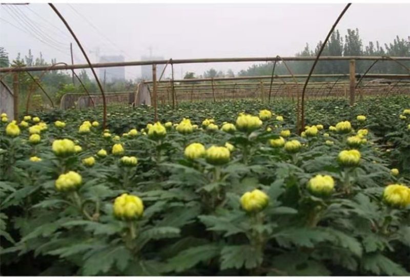 菊花苗菊花盆栽四季开花室内外阳台庭院植物盆栽花苗大菊花九