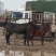 【热销】甘肃本地肉骡价格优惠全国可发货一手驼骡