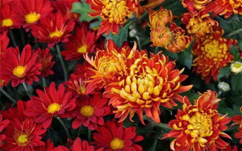 菊花苗菊花盆栽四季开花室内外阳台庭院植物盆栽花苗大菊花九