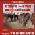【肉骡】甘肃产地驼骡肉骡基地直发品种齐全全国发