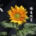 向日葵真花太阳花鲜花黄莺水养基地直发到家客厅