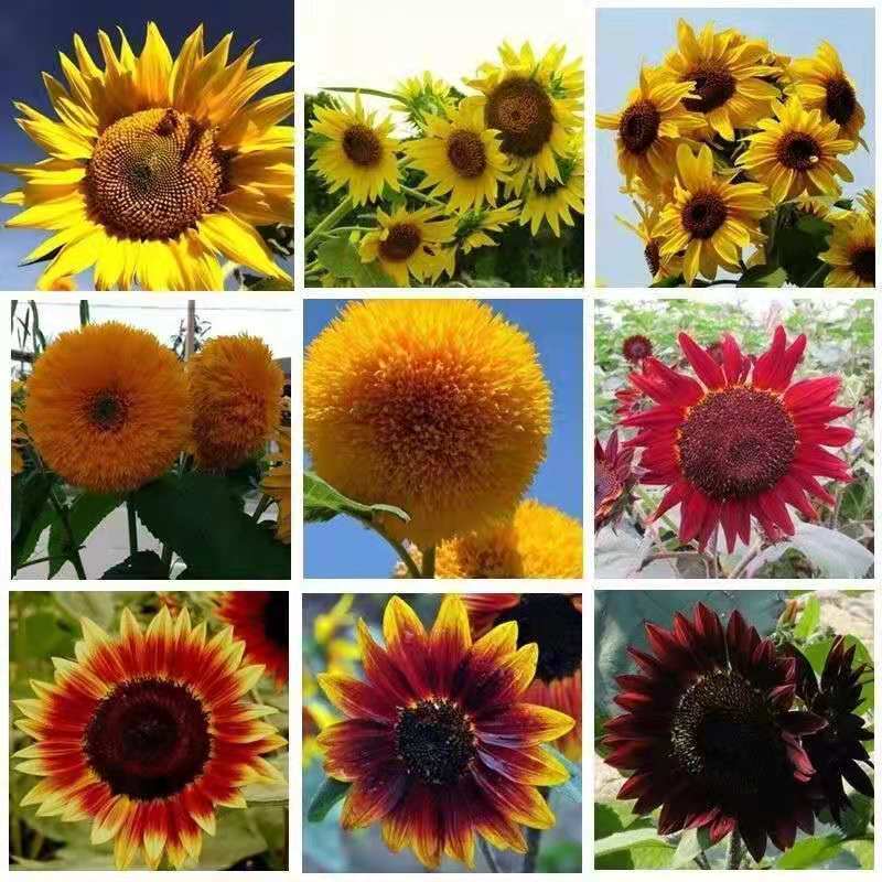 向日葵真花太阳花鲜花黄莺水养基地直发到家客厅