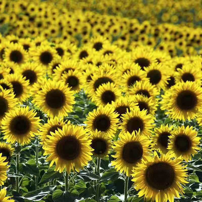 向日葵真花太阳花鲜花黄莺水养基地直发到家客厅