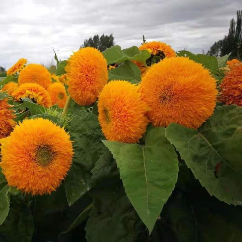 向日葵真花太阳花鲜花黄莺水养基地直发到家客厅