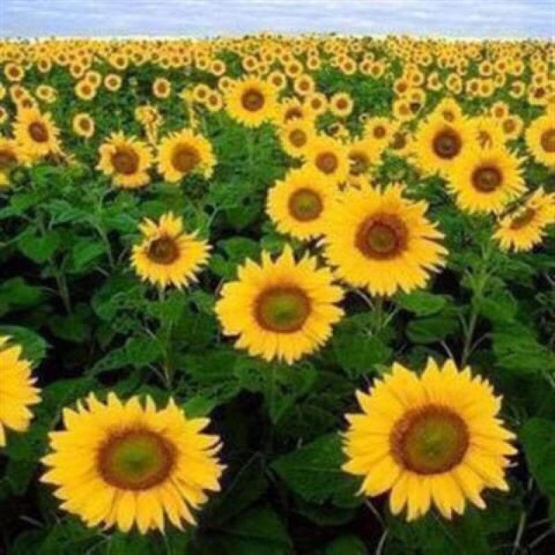 向日葵真花太阳花鲜花黄莺水养基地直发到家客厅