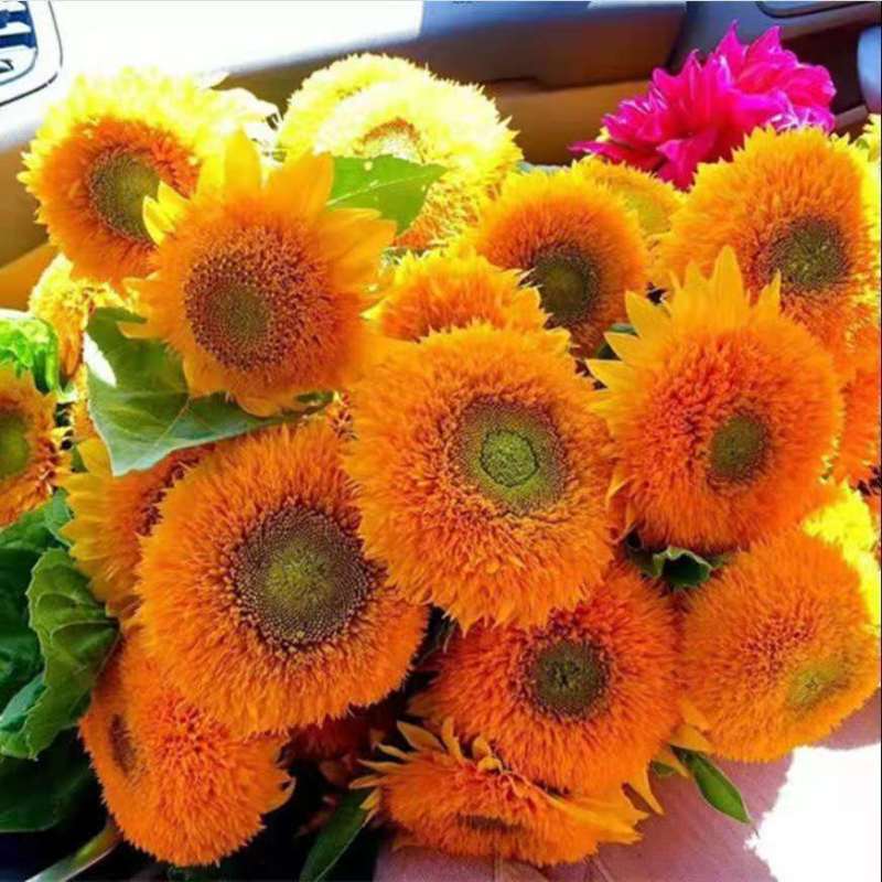 向日葵真花太阳花鲜花黄莺水养基地直发到家客厅