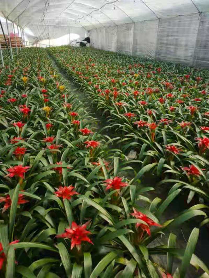 基地直销鸿运当头盆栽凤梨花奥运之星丹尼斯平头红红星观花花