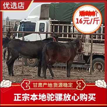 【热销】甘肃本地肉骡价格优惠全国可发货一手驼骡