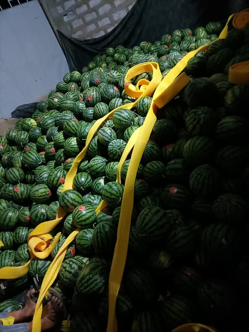 云南德宏甜王西瓜，特小凤西瓜批发，已上市