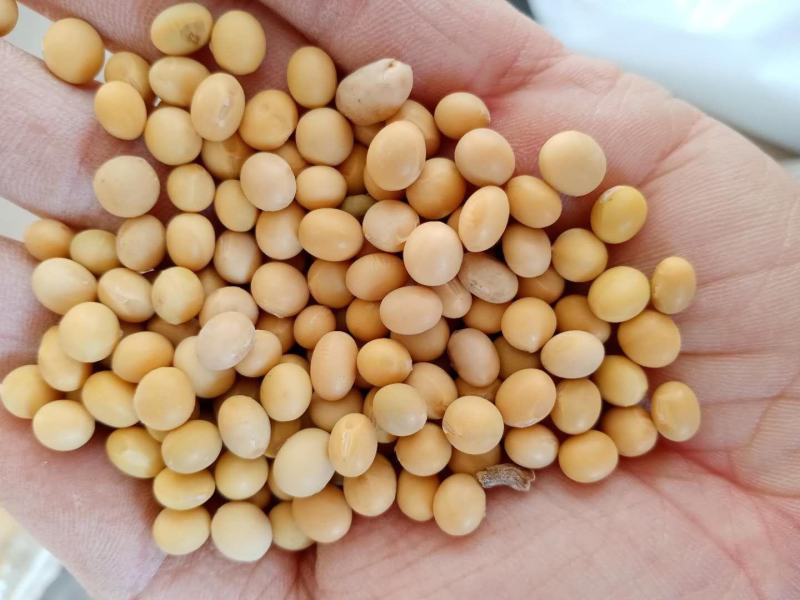 黄豆内蒙赤峰黄豆。大豆，蛋白高，货干净，非转基因