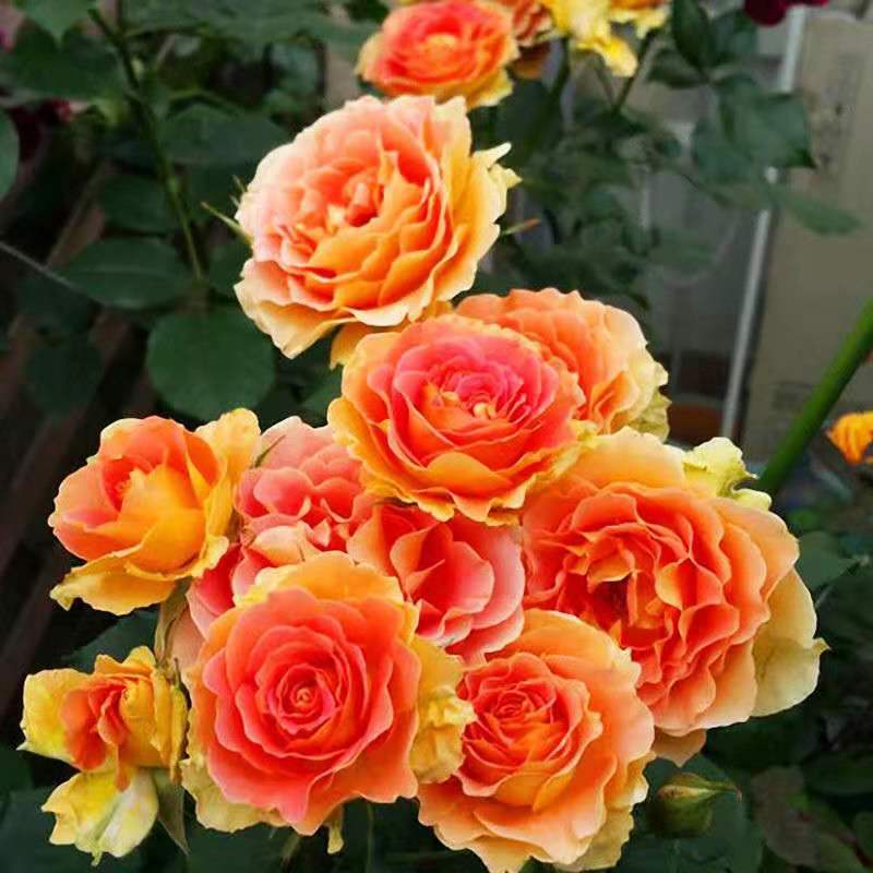 月季花苗爬藤特大花四季盆栽小苗庭院藤本开不断植物欧月蔷薇