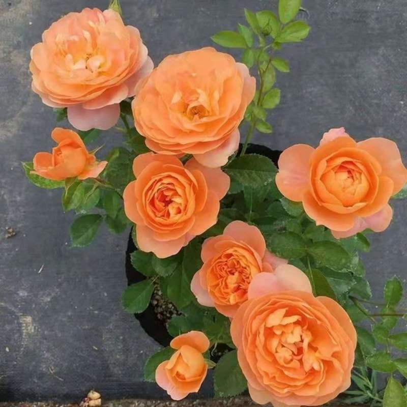 月季花苗爬藤特大花四季盆栽小苗庭院藤本开不断植物欧月蔷薇
