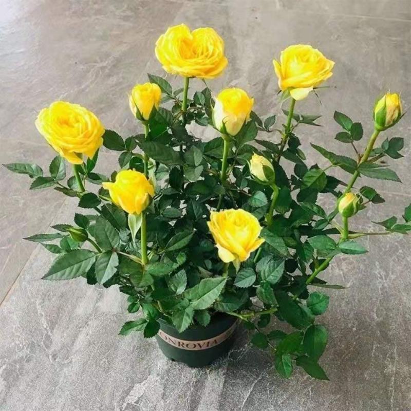 月季花苗爬藤特大花四季盆栽小苗庭院藤本开不断植物欧月蔷薇