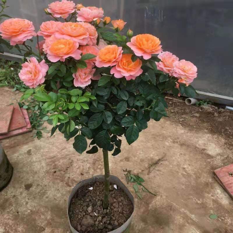 月季花苗爬藤特大花四季盆栽小苗庭院藤本开不断植物欧月蔷薇