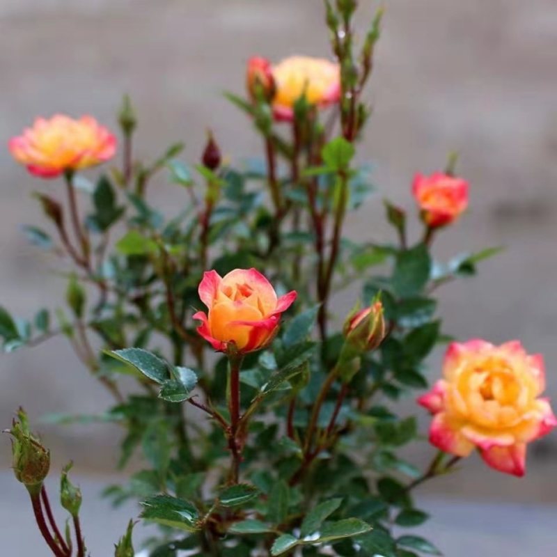 月季花苗爬藤特大花四季盆栽小苗庭院藤本开不断植物欧月蔷薇