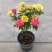 月季花苗爬藤特大花四季盆栽小苗庭院藤本开不断植物欧月蔷薇