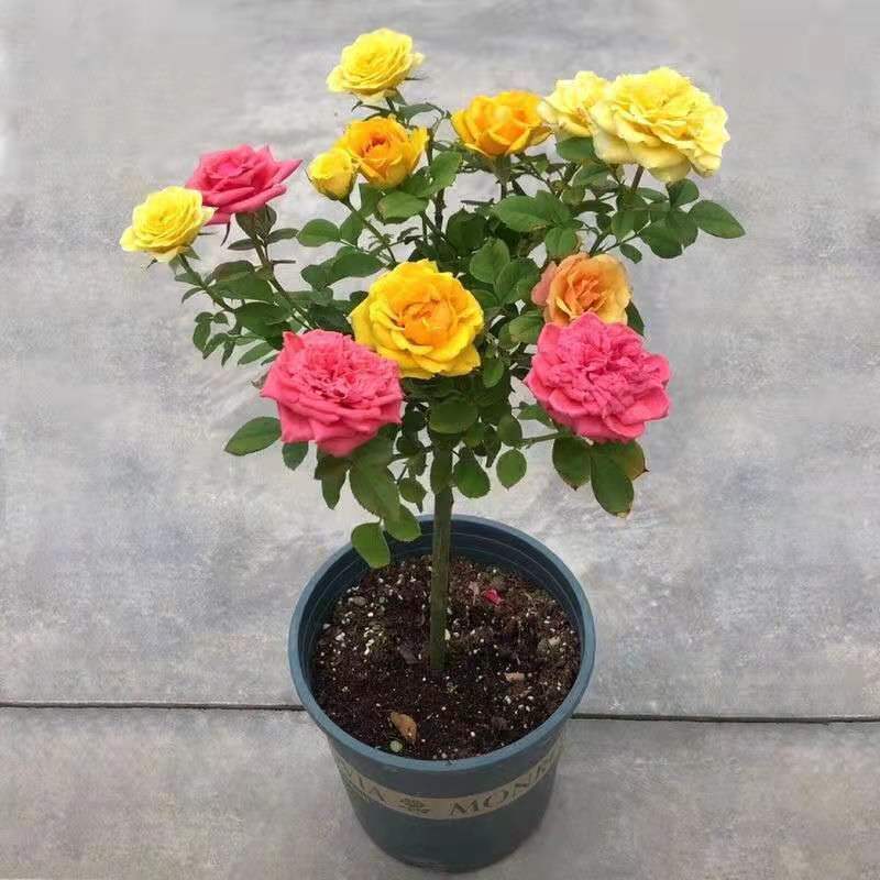 月季花苗爬藤特大花四季盆栽小苗庭院藤本开不断植物欧月蔷薇