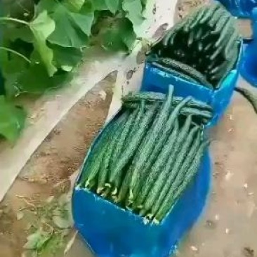河南省高科农副产品瓜果蔬菜种植产业种植基地。