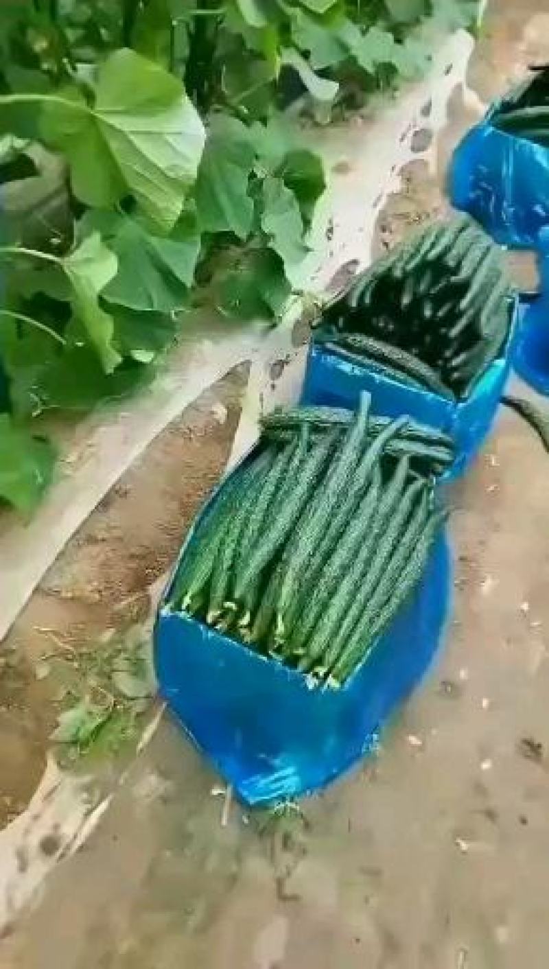 河南省高科农副产品瓜果蔬菜种植产业种植基地。