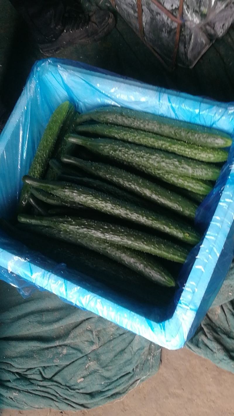夏邑县优质大棚106精品黄瓜开始大量上市，，