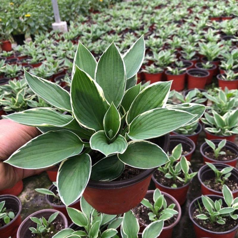 玉簪花苗盆栽玉簪花植物花叶玉簪苗庭院地被观叶宿根植物玉簪