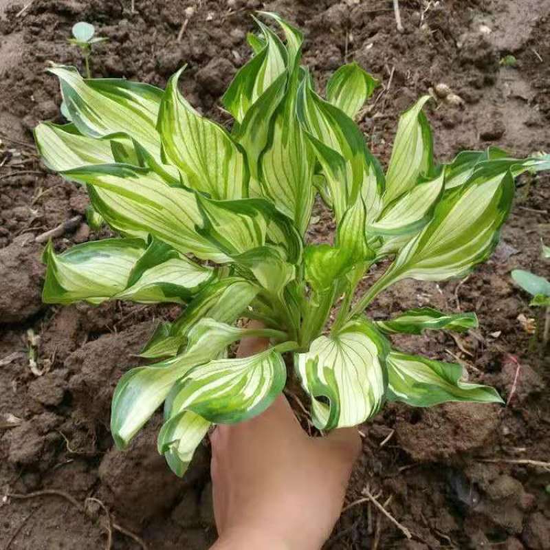 玉簪花苗盆栽玉簪花植物花叶玉簪苗庭院地被观叶宿根植物玉簪