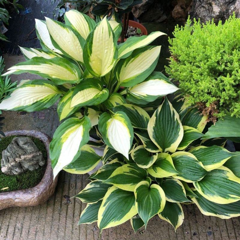 玉簪花苗盆栽玉簪花植物花叶玉簪苗庭院地被观叶宿根植物玉簪