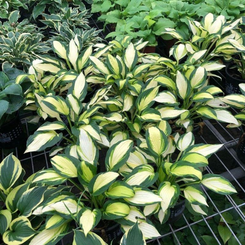 玉簪花苗盆栽玉簪花植物花叶玉簪苗庭院地被观叶宿根植物玉簪