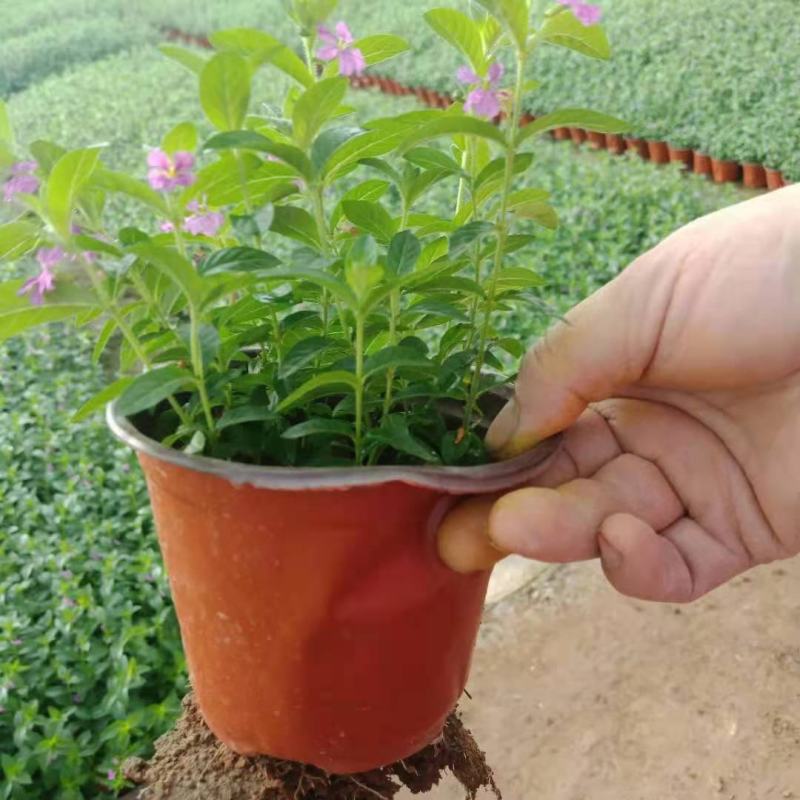 满天星基地直销山东青州供应各种地被草花绿化苗木