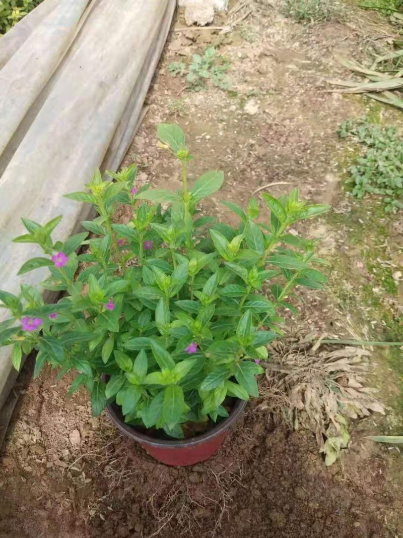萼距花基地直销山东青州供应各种宿根花卉绿化苗木