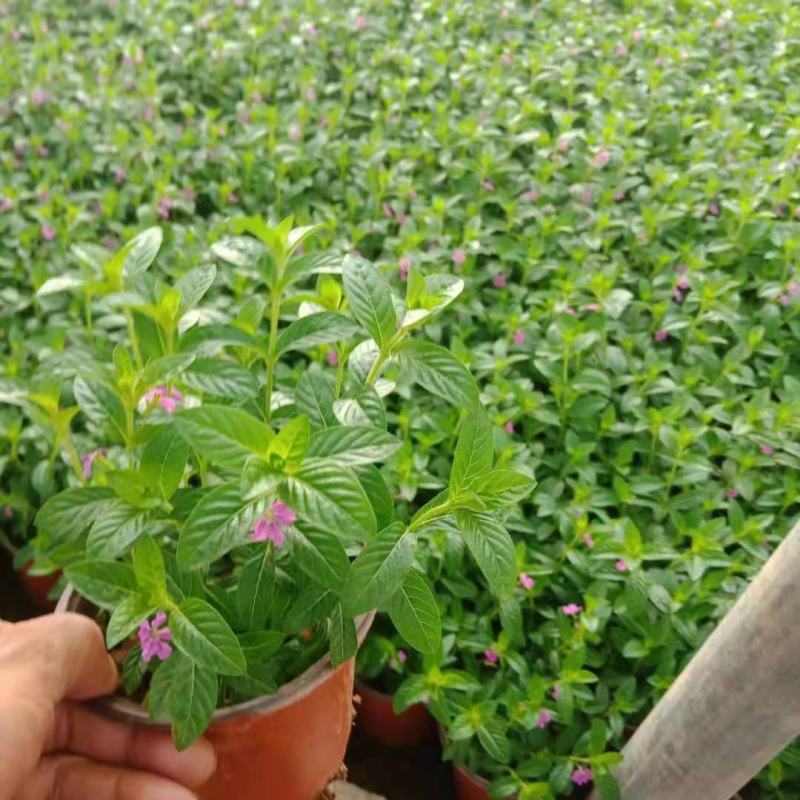萼距花基地直销山东青州供应各种宿根花卉绿化苗木