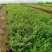 萼距花基地直销山东青州供应各种宿根花卉绿化苗木