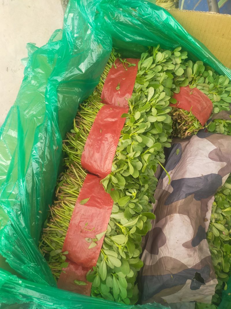 特菜野菜批发零售经销