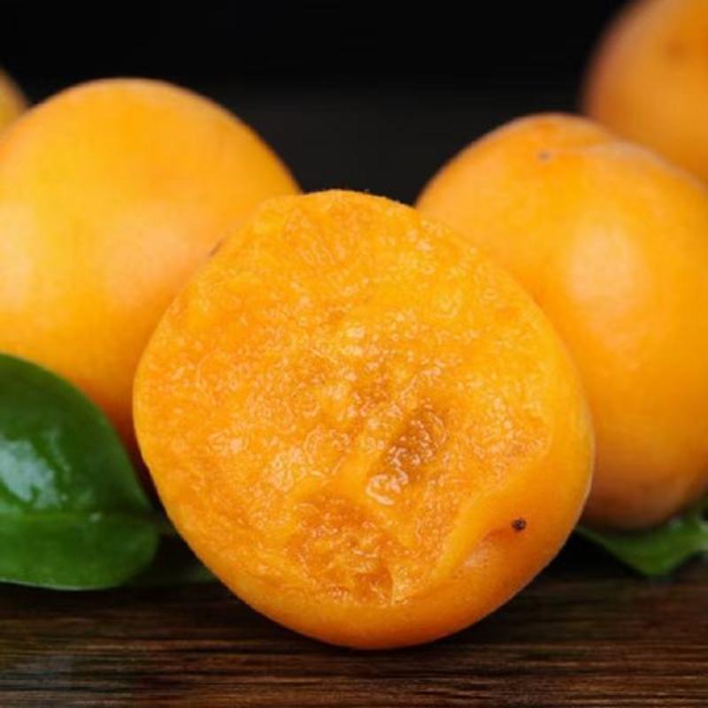 陕西大荔金太阳杏大量上市，个头大，口感好，质量保证！