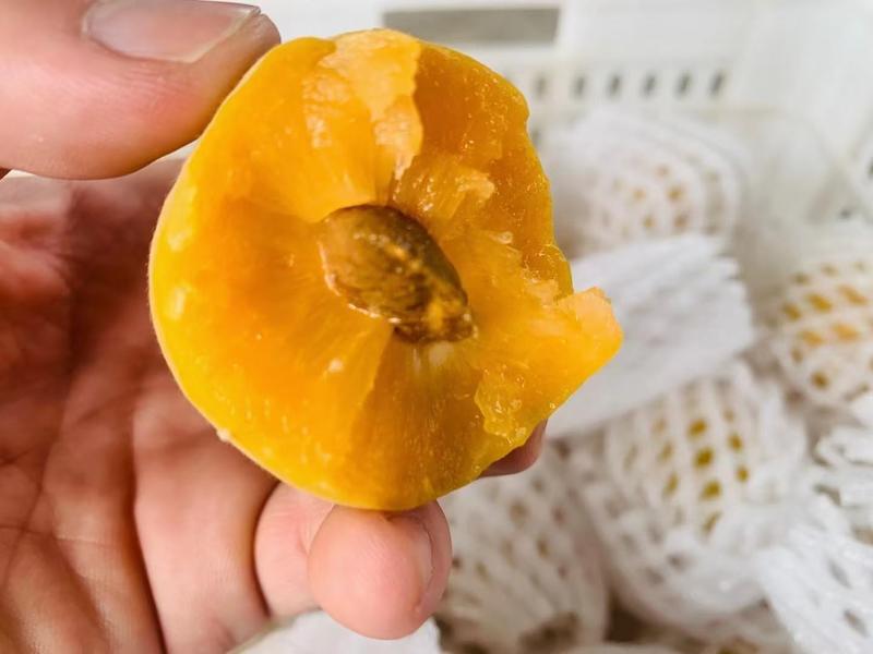 陕西大荔金太阳杏大量上市，个头大，口感好，质量保证！