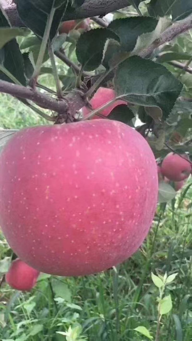 苹果树苗8-12公分美植袋苗树形较好