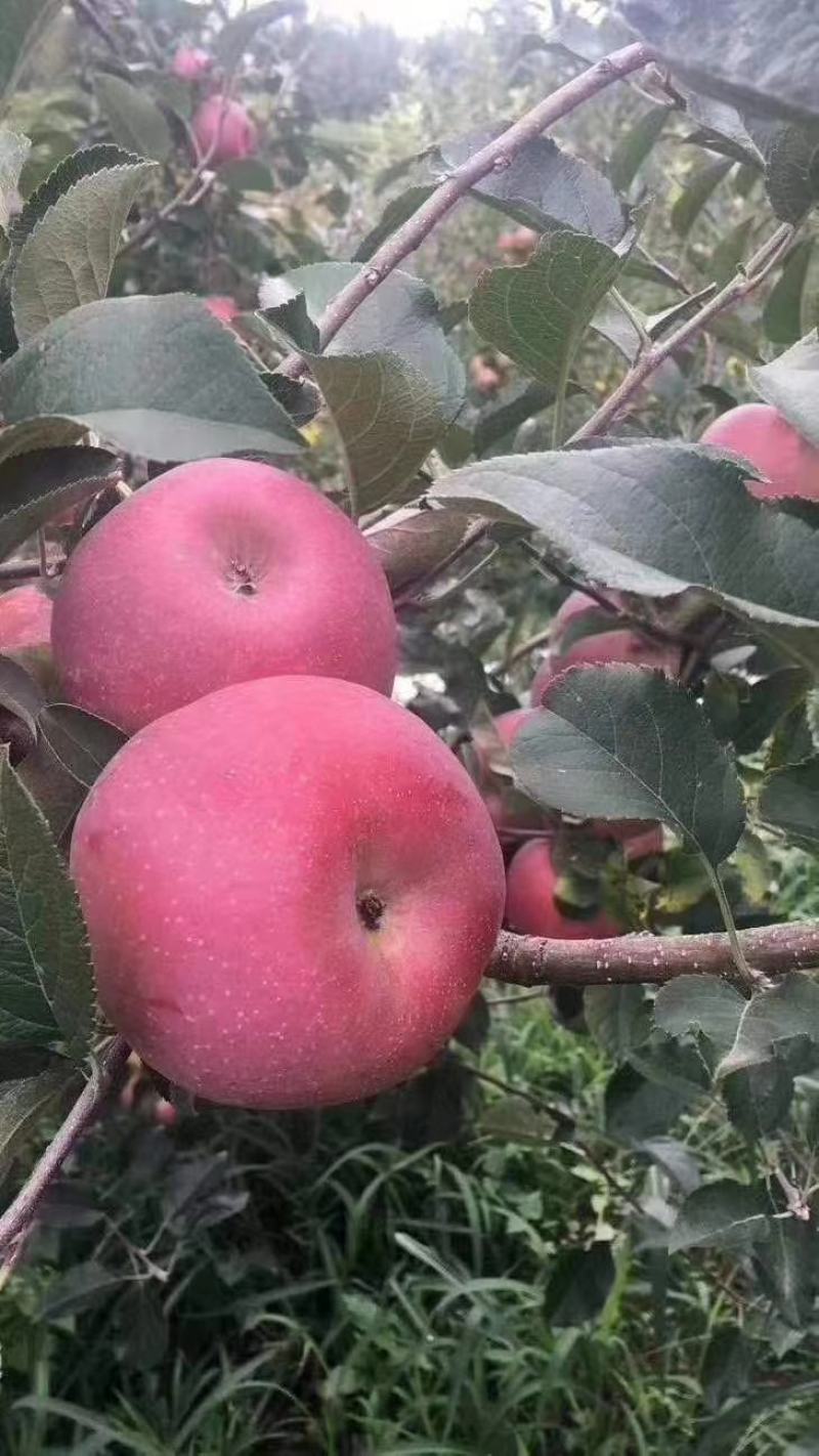 苹果树苗8-12公分美植袋苗树形较好