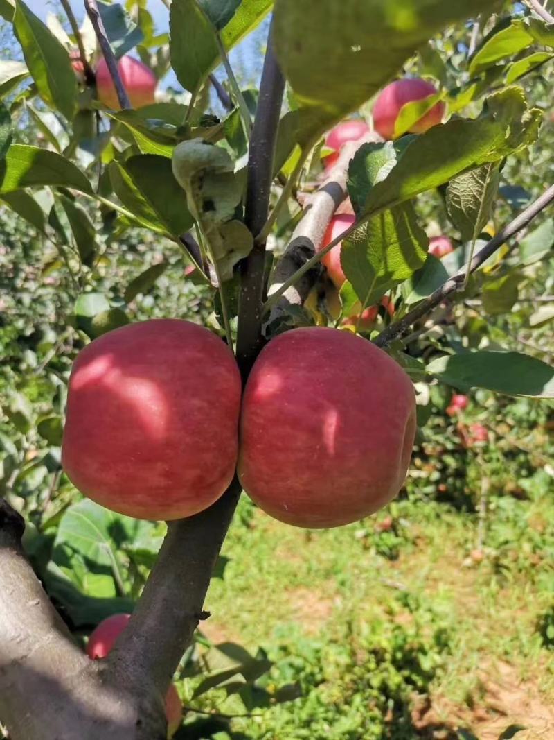 苹果树苗8-12公分美植袋苗树形较好
