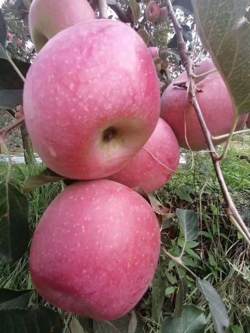 苹果树苗8-12公分美植袋苗树形较好
