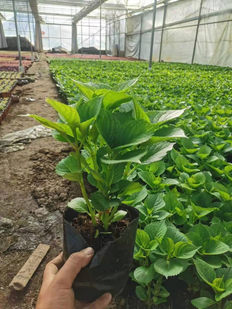无尽夏绣球基地直销山东青州供应各种盆栽花卉绿化苗木
