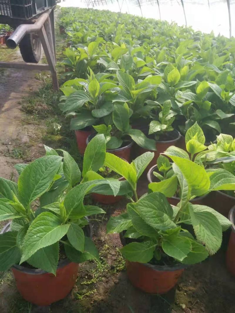 无尽夏绣球基地直销山东青州供应各种盆栽花卉绿化苗木