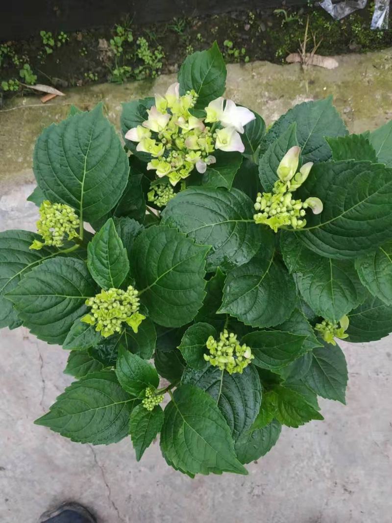 无尽夏绣球基地直销山东青州供应各种盆栽花卉绿化苗木