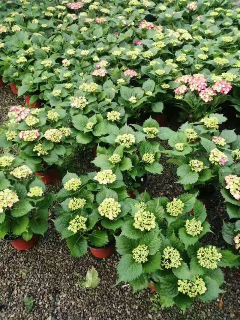 无尽夏绣球基地直销山东青州供应各种盆栽花卉绿化苗木