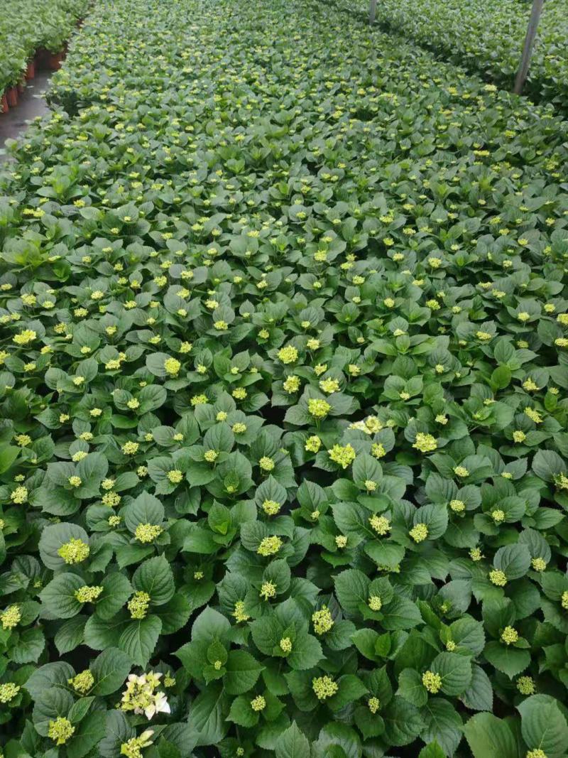 无尽夏绣球基地直销山东青州供应各种盆栽花卉绿化苗木