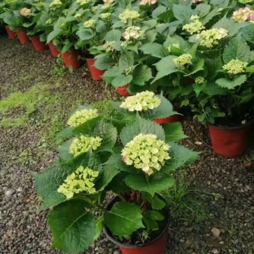 无尽夏绣球基地直销山东青州供应各种盆栽花卉绿化苗木