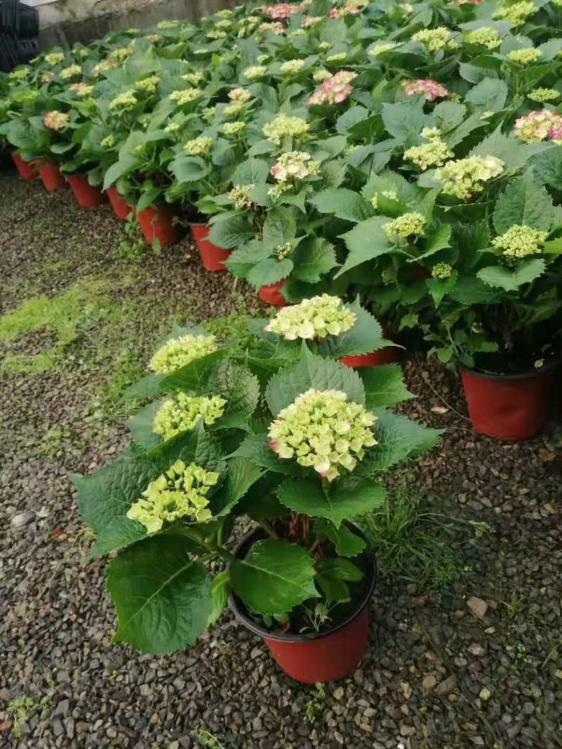 无尽夏绣球基地直销山东青州供应各种盆栽花卉绿化苗木
