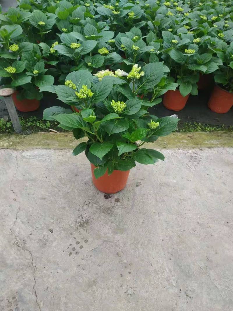 无尽夏绣球基地直销山东青州供应各种盆栽花卉绿化苗木